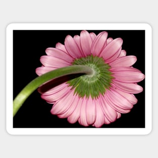 Pink Gerbera daisy Sticker